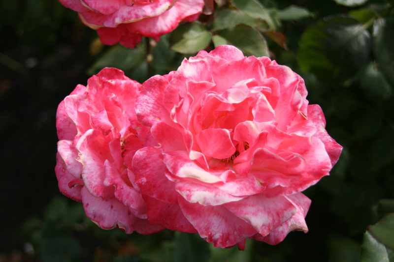 Nieuw-Zeeland 2011 - 2158